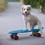 Ana Kasparian Instagram - #TBT to Charlie as a puppy. He was a skater boy. He said see you later boy. 🎶 Photo by the always incredible and talented @cassandrahanks