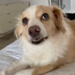 Ana Kasparian Instagram – Charlie crunching on a piece of honey crisp apple is the cutest sound ever.