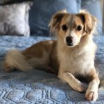 Ana Kasparian Instagram - He’s such a babe. #charlie #kingcharles
