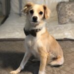 Ana Kasparian Instagram - Sometimes on #TYT, you’ll hear me say I like my dog Charlie more than most people. I just want to let you all know that when I say that, I mean it with every fiber of my being. I never need a break from Charlie. Happy birthday to our special little guy. ❤️🐶