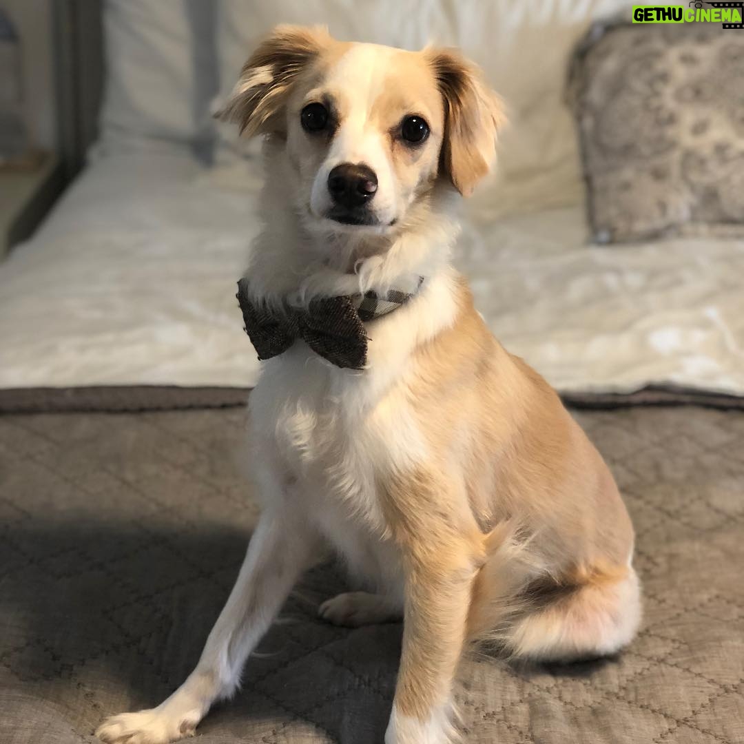 Ana Kasparian Instagram - Sometimes on #TYT, you’ll hear me say I like my dog Charlie more than most people. I just want to let you all know that when I say that, I mean it with every fiber of my being. I never need a break from Charlie. Happy birthday to our special little guy. ❤️🐶