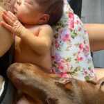 Ana Pauls Instagram - Adios Maxi! Conocerte y convivir con vos fue maravilloso. Gracias por ser tan buen amigo. Gracias por adoptarme como tu humana y darme tanto amor. Por tu hermosa compañía en momentos de soledad. Gracias a vos la Bendi está hoy acá porque bien sabemos que sos lo que más me gustó del padre. Vamos a extrañarte mucho. Voy a extrañar tu inteligencia y ternura. Voy a extrañar nuestra rutina y todas las veces al día que me sacabas a pasear. Un honor haber compartido la vida con vos. Gracias totales compañero Te amo por siempre 💗