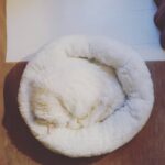 Anabel Alonso Instagram - NASIONAL YOGRAFI Ningún depredador podrá encontrarme.