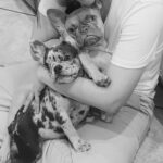 Anabelle Acosta Instagram - Dedicated to the ones who changed my life. Nala & Mila, my besties. At my lowest, at my worst, they taught me the meaning of unconditional love. Best wishes on #NationalPetDay