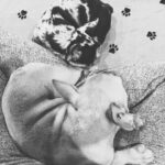Anabelle Acosta Instagram - Dedicated to the ones who changed my life. Nala & Mila, my besties. At my lowest, at my worst, they taught me the meaning of unconditional love. Best wishes on #NationalPetDay