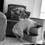 Anabelle Acosta Instagram - Dedicated to the ones who changed my life. Nala & Mila, my besties. At my lowest, at my worst, they taught me the meaning of unconditional love. Best wishes on #NationalPetDay