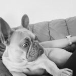 Anabelle Acosta Instagram - Dedicated to the ones who changed my life. Nala & Mila, my besties. At my lowest, at my worst, they taught me the meaning of unconditional love. Best wishes on #NationalPetDay
