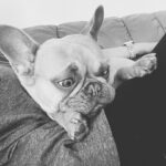 Anabelle Acosta Instagram - Dedicated to the ones who changed my life. Nala & Mila, my besties. At my lowest, at my worst, they taught me the meaning of unconditional love. Best wishes on #NationalPetDay