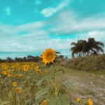Anabelle Acosta Instagram - Like a sky with a thousand suns 🌻 #SunflowerField #WokeUpToThis 💛💛💛💛💛💛💛