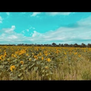 Anabelle Acosta Instagram - Like a sky with a thousand suns 🌻 #SunflowerField #WokeUpToThis 💛💛💛💛💛💛💛
