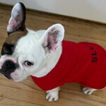 Anastasia Baranova Instagram - 🚫 NO TOUCHING 🚫 “That's all I ever wanted from you Daddy. For you to spend money on me. 💵” #arresteddevelopment #happyhalloween #bluthfamily #frenchbulldog