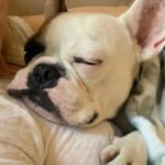 Anastasia Baranova Instagram - Five years since the goober snoozed his way into my heart and set up permanent shop. @theoaudacity #gotchyaday Here’s a random sampling of our life. Mostly naps.