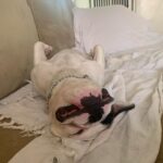 Anastasia Baranova Instagram - Five years since the goober snoozed his way into my heart and set up permanent shop. @theoaudacity #gotchyaday Here’s a random sampling of our life. Mostly naps.