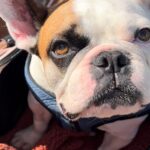 Anastasia Baranova Instagram - “…traffic is being stopped!” If anyone understands @theonlyladyblu it’s @theoaudacity. Here poor @alicemhunter falls prey to his charms. Stuck in the street mesmerized 🐶🥰 #frenchie #frenchbulldog #ivddsupportgroup