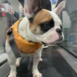 Anastasia Baranova Instagram - Please enjoy hesitant but adorable @theoaudacity doing #hydrotherapy at @twohandsfourpaws 🐶 🏊‍♂️