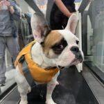 Anastasia Baranova Instagram - Please enjoy hesitant but adorable @theoaudacity doing #hydrotherapy at @twohandsfourpaws 🐶 🏊‍♂️
