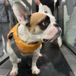 Anastasia Baranova Instagram - Please enjoy hesitant but adorable @theoaudacity doing #hydrotherapy at @twohandsfourpaws 🐶 🏊‍♂️