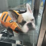Anastasia Baranova Instagram - Please enjoy hesitant but adorable @theoaudacity doing #hydrotherapy at @twohandsfourpaws 🐶 🏊‍♂️
