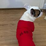 Anastasia Baranova Instagram – π« NO TOUCHING π«
βThat’s all I ever wanted from you Daddy. For you to spend money on me. π΅β
#arresteddevelopment #happyhalloween #bluthfamily #frenchbulldog