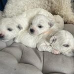 Anastasiia Korotka Instagram - А знаете Что я сделаю, когда это все закончится? Я нажарю Ксене своих горелых сырников на своей кухне! На своей ,вечно подгорающей сковородке,и это будут самые вкусные сырники в нашей жизни! А потом я разрешу Буфе насцать на ковёр и с огромным удовольствием буду тащить его в химчистку! А потом я пожарю самые сухие и не вкусные котлеты, на которые я только способна, и Андрюша будет три раза просить добавки! А потом я позову друзей и мы сделаем самые ,как всегда ,не удачные фото! И не будем их удалять, а сразу выставим и будем смеяться ! Мы будем много смеяться !! Я больше не буду жаловаться на погоду,сухость волос,и лишние кг! Мне теперь нравится слякоть и пекло и затянутая зима,и Новый год без снега. Мне теперь даже нравится карантин,и маски ,мне теперь нравится вся моя жизнь ,и все люди которые в ней есть!