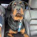 Andi Tóth Instagram - Bailey a napokban 7 hónapos lett. @kutyaiskola_nyakas_gabor ajánlásával 1 kerek hónapig teszteltem Baileyn a @platinum_kutyatap -ot. Ez a poszt nem reklám tartalmú, csak az én tapasztalataimat szeretném megosztani olyan gazdikkal, akik a legjobbat akarják szeretett kutyusaiknak🖤 Ami szinte rögtön szemet szúrt az az, hogy NEM PUFFAD FEL A HASA a kutyának. Ez nagyon fontos, hiszen mi sem érezzük túl jól magunkat egy egészségtelen étkezés után, aminek has puffadás a következménye. Ezáltal a kaja utáni hosszú alvás is megszűnt, mivel nem került “kajakómába” a kutya. Energetikus marad, de persze ne vigyük rögtön futni, nehogy baja legyen a pocakjának. A bundája szerintem a képről is egyértelmű változáson ment keresztül, egyszerűen RAGYOG✨ A termék leírásában az is szerepel, hogy segít a növekedésben, izomzat felépítésében, ezt azzal tudom alátámasztani, hogy az orvos kálciumot írt fel Baileynek a BRUTÁL NÖVEKEDÉSE miatt. Természetesen maximálisan egészséges, de a csontokkal is törődünk, hogy bírják tartani a lépést a kis testével😌 Az már csak persze hab a tortán, hogy a hihetetlen magas hústartalma miatt Bailey IMÁDJA !! Nagyon szívesen megosztok majd sztoriban egy vacsihoz készülős videót, ahol láthatjátok a terméket és hogy hogyan, miből mennyit adok Baileynek. 🙏🏽 Ez az együttműködés kifejezetten NEM “reklám”. A @platinum_kutyatap 1 havi tápot küldött nekünk teljesen ingyen, minden kérés nélkül, hogy kipróbálja Bailey. Én pedig szeretettel ajánlom nektek és a kiskedvenceknek🖤🥹 Boldog pocak, boldog kutyus🐶