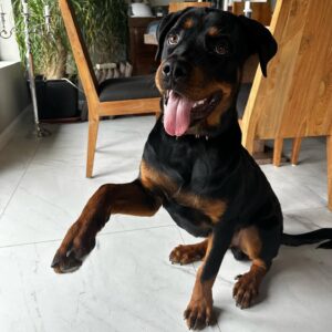 Andi Tóth Instagram - Bailey a napokban 7 hónapos lett. @kutyaiskola_nyakas_gabor ajánlásával 1 kerek hónapig teszteltem Baileyn a @platinum_kutyatap -ot. Ez a poszt nem reklám tartalmú, csak az én tapasztalataimat szeretném megosztani olyan gazdikkal, akik a legjobbat akarják szeretett kutyusaiknak🖤 
Ami szinte rögtön szemet szúrt az az, hogy NEM PUFFAD FEL A HASA a kutyának. Ez nagyon fontos, hiszen mi sem érezzük túl jól magunkat egy egészségtelen étkezés után, aminek has puffadás a következménye. Ezáltal a kaja utáni hosszú alvás is megszűnt, mivel nem került “kajakómába” a kutya. Energetikus marad, de persze ne vigyük rögtön futni, nehogy baja legyen a pocakjának. A bundája szerintem a képről is egyértelmű változáson ment keresztül, egyszerűen RAGYOG✨ A termék leírásában az is szerepel, hogy segít a növekedésben, izomzat felépítésében, ezt azzal tudom alátámasztani, hogy az orvos kálciumot írt fel Baileynek a BRUTÁL NÖVEKEDÉSE miatt. Természetesen maximálisan egészséges, de a csontokkal is törődünk, hogy bírják tartani a lépést a kis testével😌 Az már csak persze hab a tortán, hogy a hihetetlen magas hústartalma miatt Bailey IMÁDJA !! Nagyon szívesen megosztok majd sztoriban egy vacsihoz készülős videót, ahol láthatjátok a terméket és hogy hogyan, miből mennyit adok Baileynek. 🙏🏽 
Ez az együttműködés kifejezetten NEM “reklám”. A @platinum_kutyatap 1 havi tápot küldött nekünk teljesen ingyen, minden kérés nélkül, hogy kipróbálja Bailey. Én pedig szeretettel ajánlom nektek és a kiskedvenceknek🖤🥹 Boldog pocak, boldog kutyus🐶