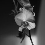 Andrea Kerestešová Instagram - Orchidee jsou náročný. Mám vždy velkou radost, když kvete 🙏 #photooftheday