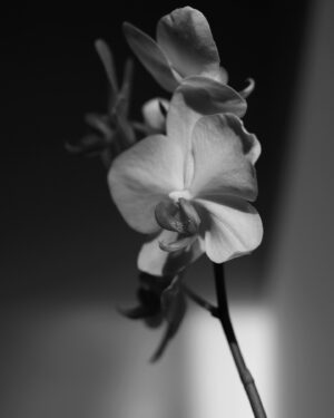 Andrea Kerestešová Instagram - Orchidee jsou náročný. 
Mám vždy velkou radost, když kvete 🙏

#photooftheday