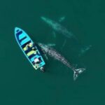 Andrea Londo Instagram - Whale watching 🐳!!! Grey whales travel every year to have their babies in warmer water — MEXICO 🇲🇽🫶🏼 — you can take a guided boat out into these lagoons and see the whales and their babies 🥹✨ It is the most amazing experience! I left the original sound to fully encapsulate how in awe and excited we all were!! ~~~~~~~~~~~~~~~~~~~~~~~ Ballena gris y su ballenato 🐳!! Todos los años la ballena gris realiza una de las migraciones más largas que se conocen entre los mamíferos para dar a luz en Mexico. Puedes verlas con su bebé en varias partes de Baja California Sur entre Enero y Marzo, aproximadamente. Aquí estamos en la laguna de San Ignacio 🥹🫶🏼 Fue lo máximo 😭!