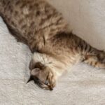Andrea Parker Instagram - #lazysunday 😻😻