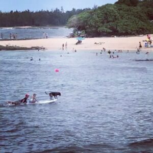 Andrea Parker Instagram - Too cute not to share...this is our 7 yr old niece Mia's #FirstWave 🏄‍♀️👏🏻 ‼️and with a 🐕too! #GoMia 🌴 #Hawaii #northshore #startemyoung