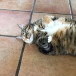 Andrea Parker Instagram - #currentmood #postmeal #foodcoma #happythanksgiving #pusspuss 🐾