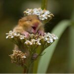 Andrea Parker Instagram - Some cuteness for you #HappyMouse