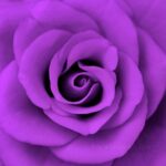 Andrea Parker Instagram - In a purple frame of mind...#ripprince💜