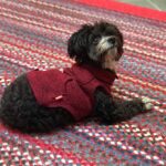 Andrea Savage Instagram - Happy 3 year (!!) adoption day to my sweet weirdo Fred. 😍😍