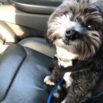 Andrea Savage Instagram - Happy 3 year (!!) adoption day to my sweet weirdo Fred. 😍😍