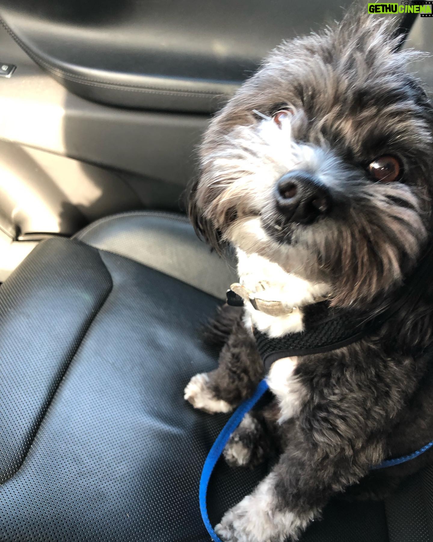 Andrea Savage Instagram - Happy 3 year (!!) adoption day to my sweet weirdo Fred. 😍😍