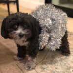 Andrea Savage Instagram - Happy 3 year (!!) adoption day to my sweet weirdo Fred. 😍😍