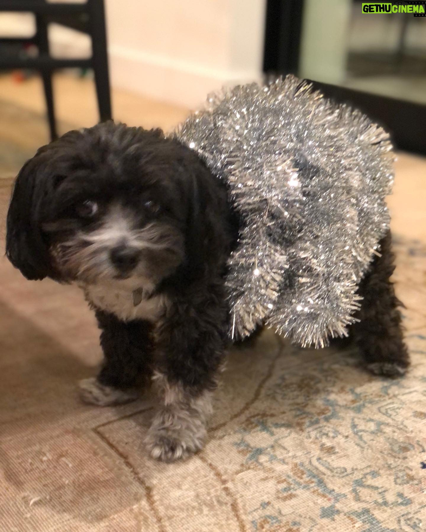 Andrea Savage Instagram - Happy 3 year (!!) adoption day to my sweet weirdo Fred. 😍😍