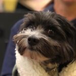 Andrea Savage Instagram - Happy 3 year (!!) adoption day to my sweet weirdo Fred. 😍😍