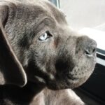 Andreia Dinis Instagram – 3 meses….
As saudades do nosso patudo 😢

#dog #thor #missu #puppy #❤️