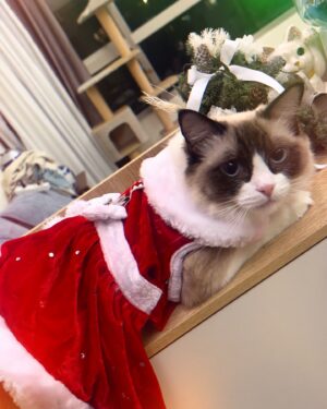 Angel Wang Instagram - 🎄
用醉醉公主跟大家說聲
Merry Christmas🤍