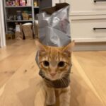 Angela Kang Instagram – my baby #cat (?) 🐪 🐌 
📷: @efeesher