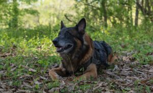 Angela Kang Instagram - Dog Appreciation post for #TWD’s Very Good Boy 🐕🧟 #TheWalkingDead #TWDbts #TWDFamily