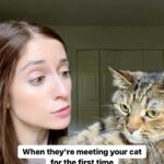 Angela Petruzziello Instagram - …you can go back to being a jerk when they leave. #comedy #skit #cats