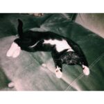 Angela Petruzziello Instagram - That deep sleep. #catsofinstagram #cats #kitten #blackandwhite
