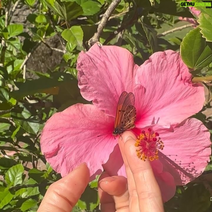 Angela Sarafyan Instagram - π¦πΈπππ§π¦πΌ She flew to the ground β¦ it was too hot! I picked her up, she didnβt want to leave! At last, we found the shade! βItβs a good day to have a good day!β