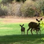 Angela Sarafyan Instagram – L O V E 🌱🦌