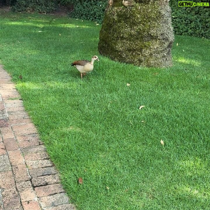 Angela Sarafyan Instagram - π¦πΈπππ§π¦πΌ She flew to the ground β¦ it was too hot! I picked her up, she didnβt want to leave! At last, we found the shade! βItβs a good day to have a good day!β