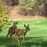 Angela Sarafyan Instagram – L O V E 🌱🦌